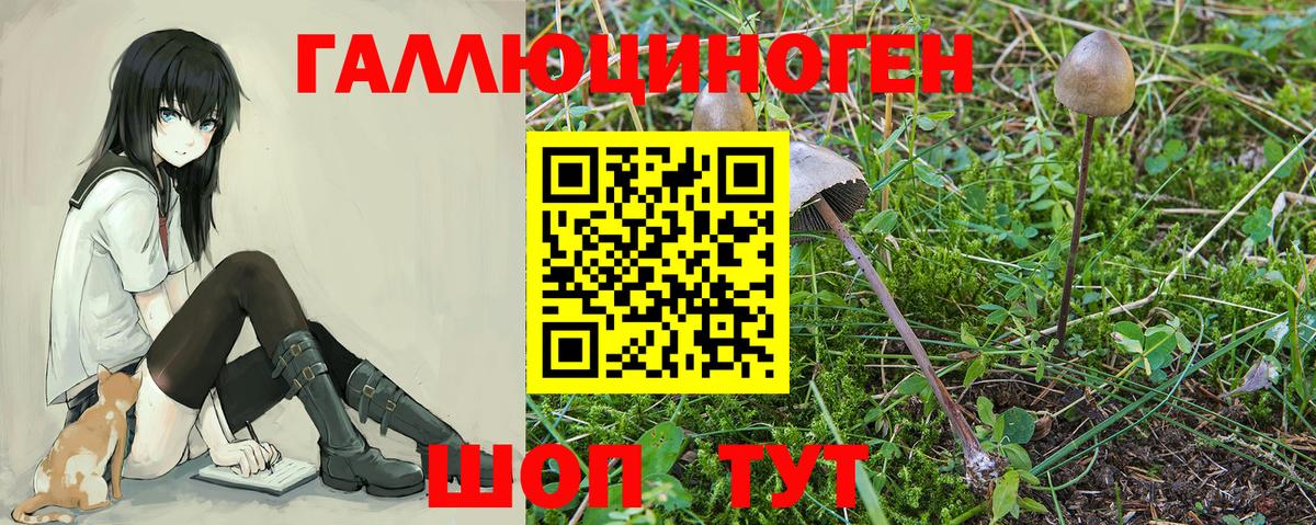 Галлюциногенные грибы Psilocybine cubensis Нефтекумск